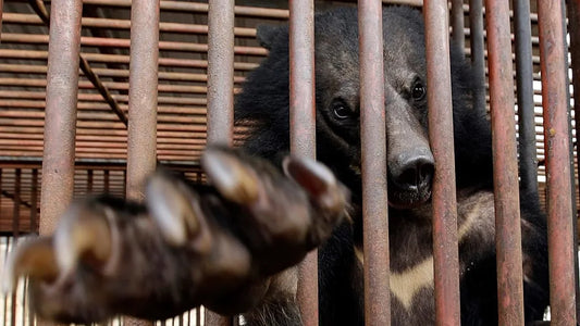La Corea del Sud chiude l’industria della bile d’orso: una svolta storica per il benessere animale