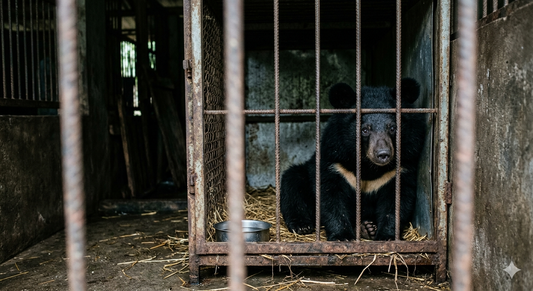 LA STORIA DI MAUSI - Salvata da un vano nascosto..