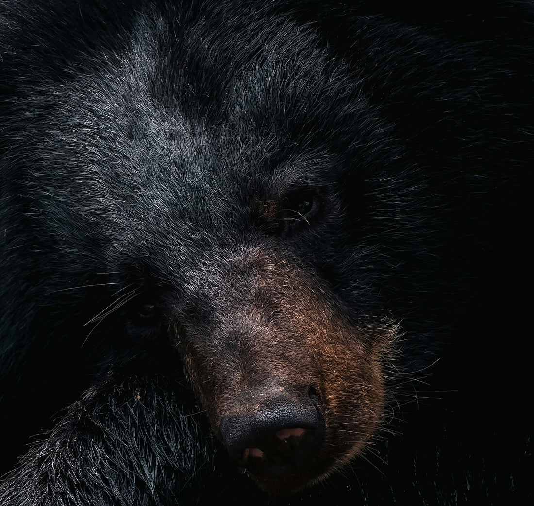 Successi e numeri: Orsi salvati, leggi cambiate e un futuro diverso