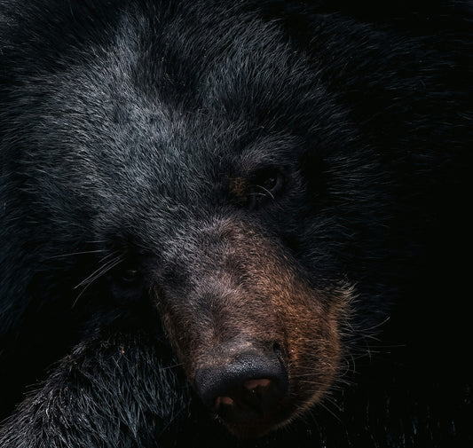 Successi e numeri: Orsi salvati, leggi cambiate e un futuro diverso