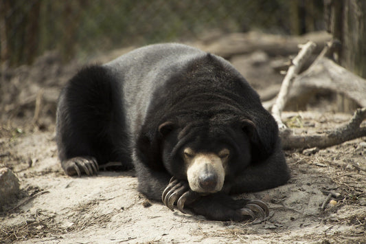 Riabilitare un orso salvato: quanto costa restituire dignità dopo anni di sfruttamento?