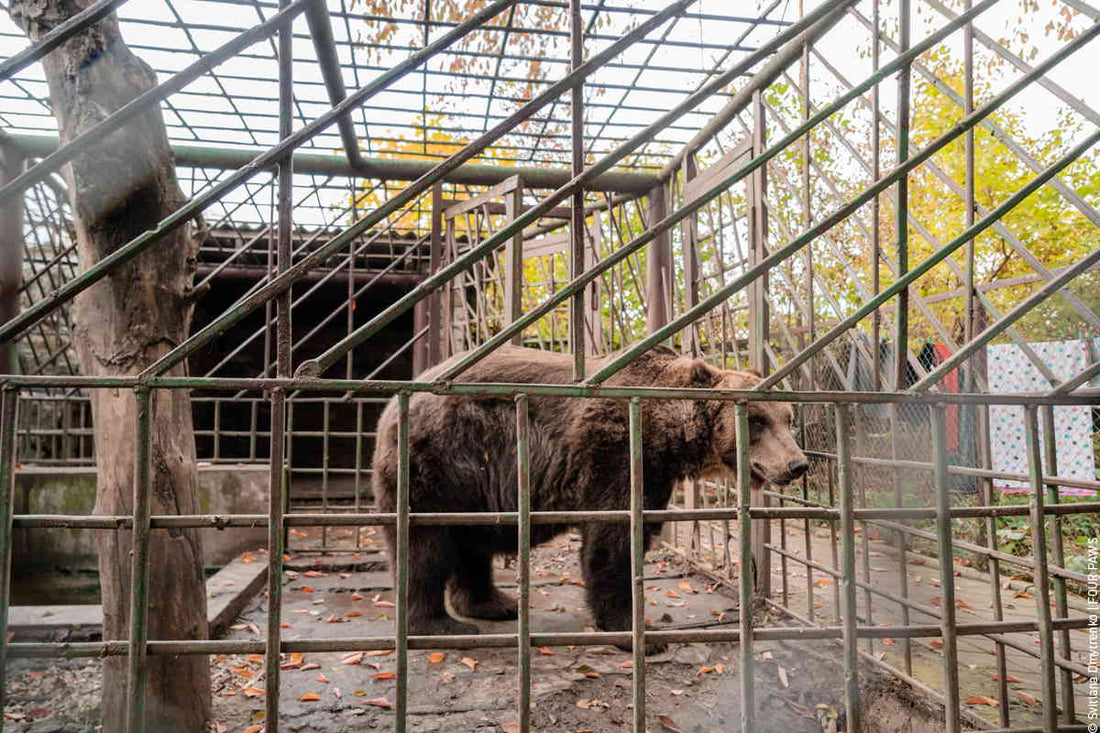 Riabilitare un orso salvato: quanto costa restituire dignità dopo anni di sfruttamento?