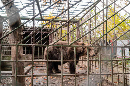Riabilitare un orso salvato: quanto costa restituire dignità dopo anni di sfruttamento?