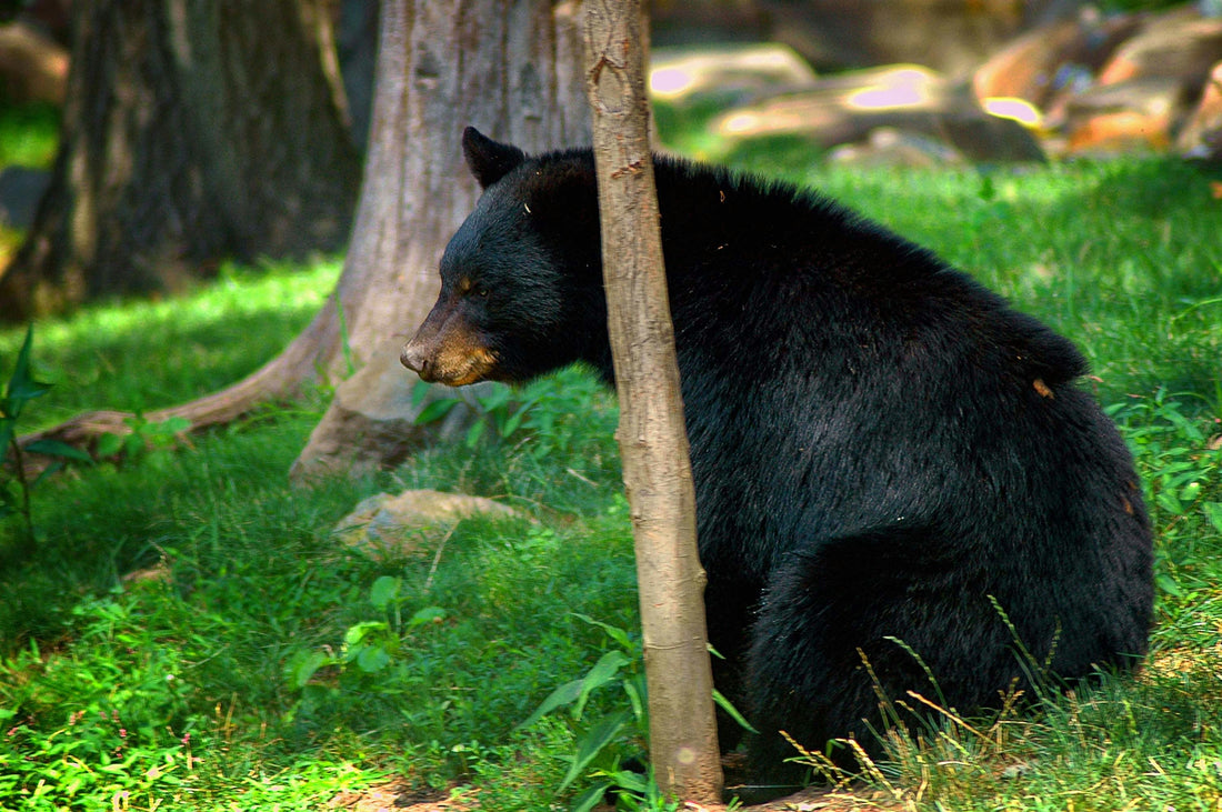 I santuari degli orsi: luoghi di cura, recupero e nuova vita dopo la bile