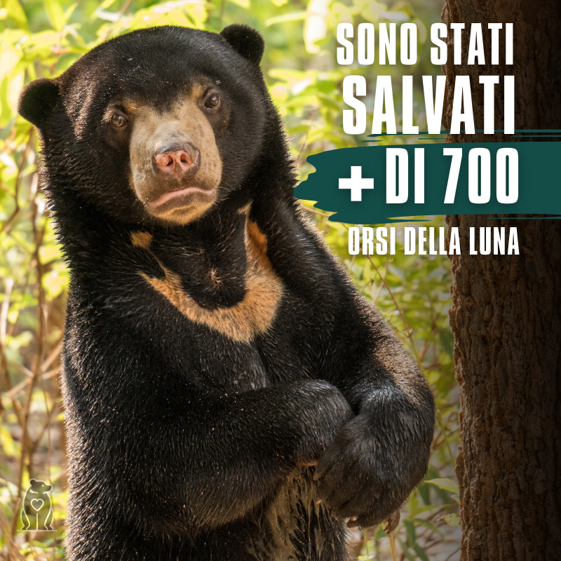 Peluche Trang - "Dona Amore"