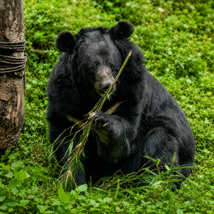 BearKind Supporters